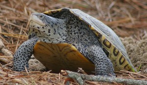 Diamondback Terrapin