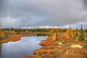 Taiga Landscape