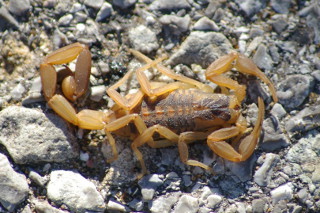 Striped Bark Scorpion Striped Bark Scorpion