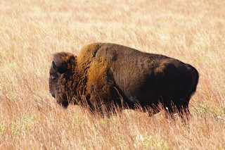 American Bison American Bison