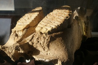 Mammoth molars Mammoth molars