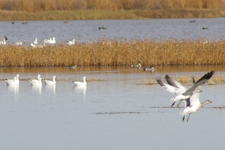 Snow Geese (and a couple of Pintails) Snow Geese (and a couple of Pintails)