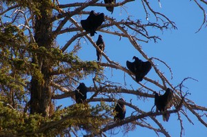 Sun Bathing Turkey Vultures Sun Bathing Turkey Vultures
