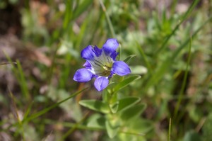 Mountain Gentian Mountain Gentian