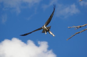 Osprey Carrying Fish Osprey Carrying Fish
