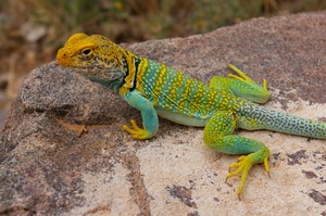 Collared Lizard Collared Lizard