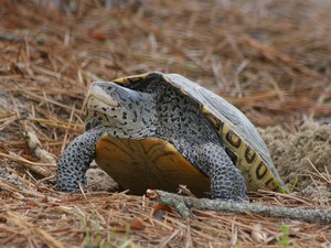 Diamondback Terrapin, Chincoteague, Virginia