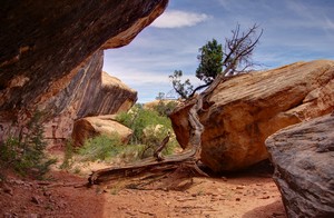 Rocky Trail Rocky Trail
