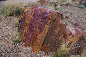 Petrified Wood Colour