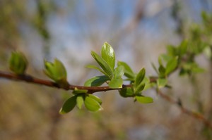 Willow Tree Sprouting
