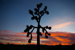 Joshua Tree Sunset