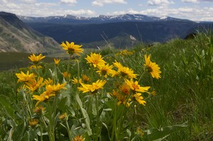 Arrowleaf Balsamroot Arrowleaf Balsamroot
