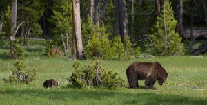 Grizzly with Cub Grizzly with Cub