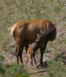 Suckling Elk Calf Suckling Elk Calf