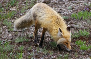 Red Fox Red Fox