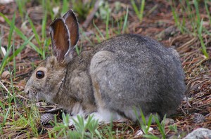 Snowshoe Hare Snowshoe Hare