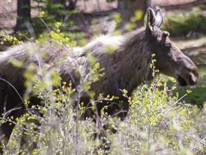 Moose Yearling Moose Yearling