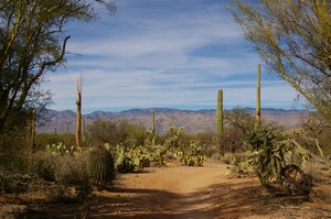 Saguaro National Park