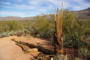 Dead Saguaro