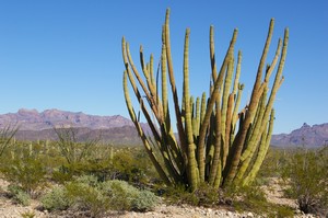 Organ Pipe Cactus