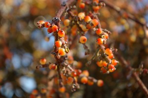 Desert Mistletoe