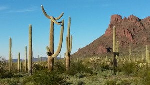 Saguaro Balloon Art