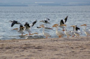 Pelicans