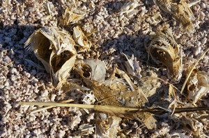 Fish Remains