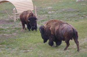 Bison Argy Bargy