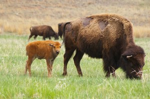 Bison Calf