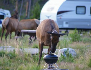 Inquisitive Elk Inquisitive Elk