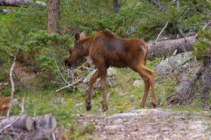 Moose Calf Moose Calf