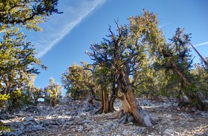 Bristlecone Pines Bristlecone Pines