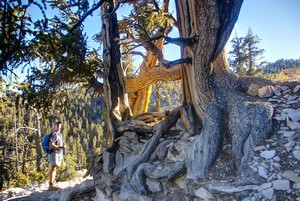 Sterling and the Bristlecones Sterling and the Bristlecones