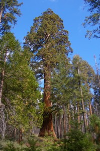 Sequoia Sequoia