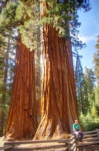 Sterling and Sequoia Sterling and Sequoia