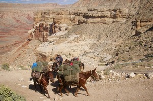 Mule Train Reaching the Top Mule Train Reaching the Top
