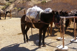US Mail Mule US Mail Mule