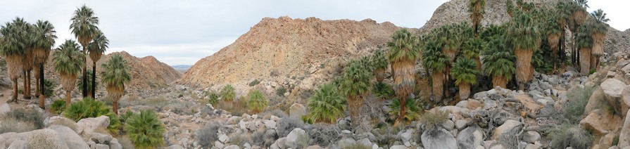 Fortynine Palms Oasis