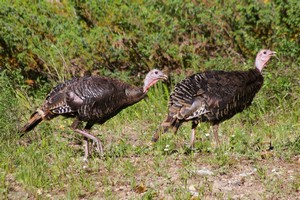Drumsticks on the Move Drumsticks on the Move