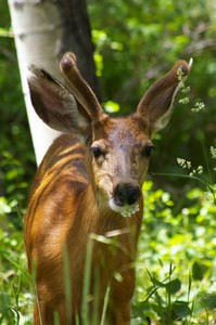 Buck Eating Flowers Buck Eating Flowers