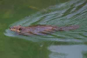 Beaver Beaver