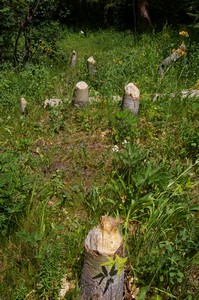 Evidence of Beaver Evidence of Beaver