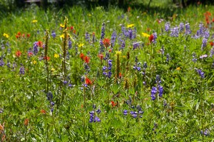 Wildflower Meadow Wildflower Meadow