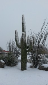 Snowy Saguaro Snowy Saguaro