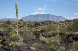 Sotol on the Lava Bed Sotol on the Lava Bed