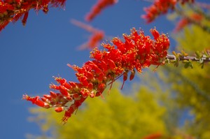 Ocotillo against Palo Verde