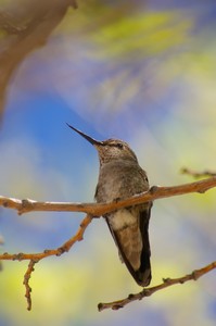 Resting Hummingbird