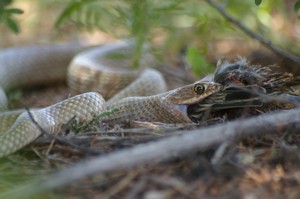 Preditor and Prey Reunited