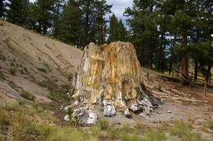 Big Stump Big Stump